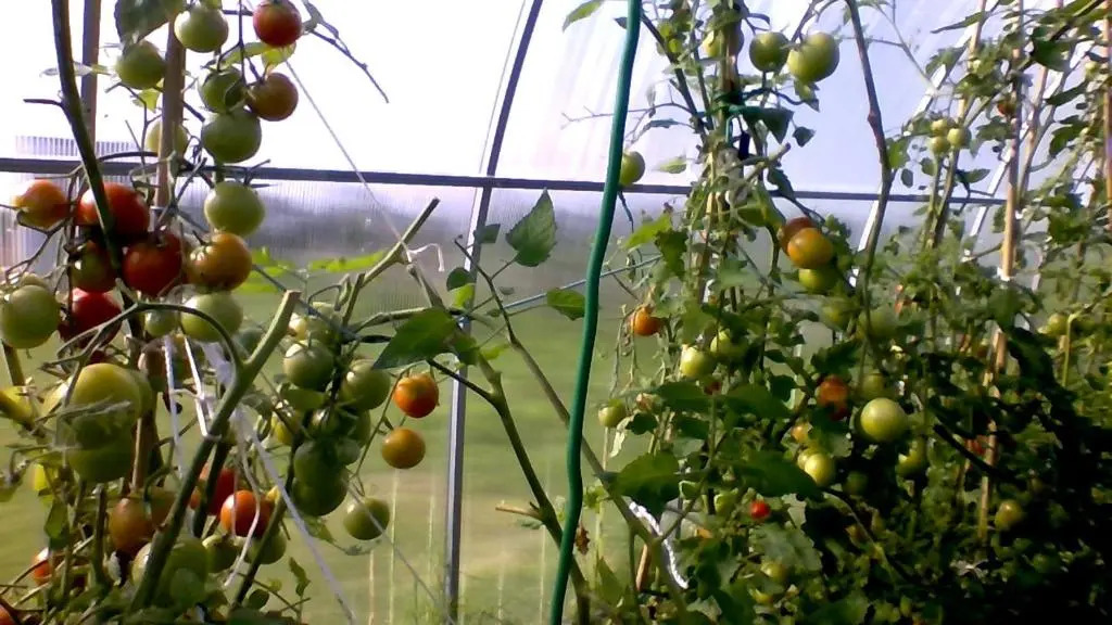 Lilac Manor