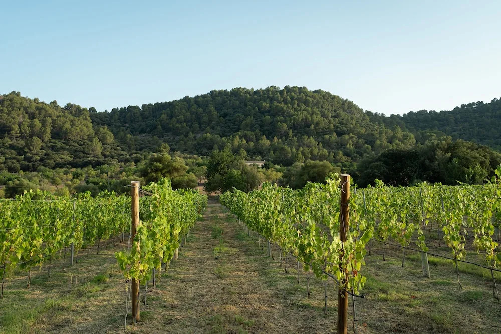 Rondaia Boutique Vineyard Stay – Mallorca, Tramuntana