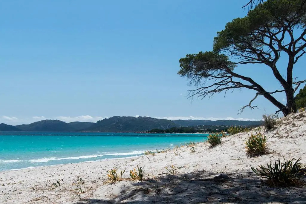 Bel Appartement T2 en Résidence avec piscine - Cala Rossa - Les Jardins d’Alzetu