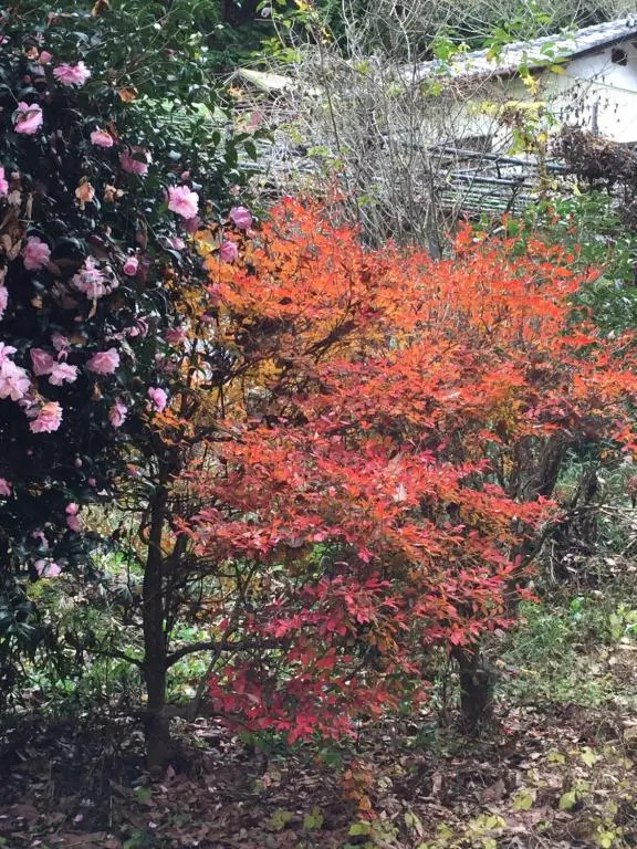 Bunbuku no yu