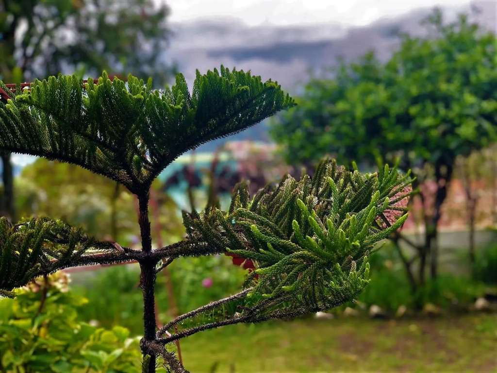 Solan Retreat