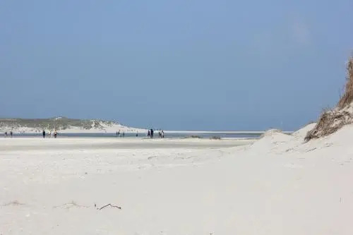 Bluesheep-texel
