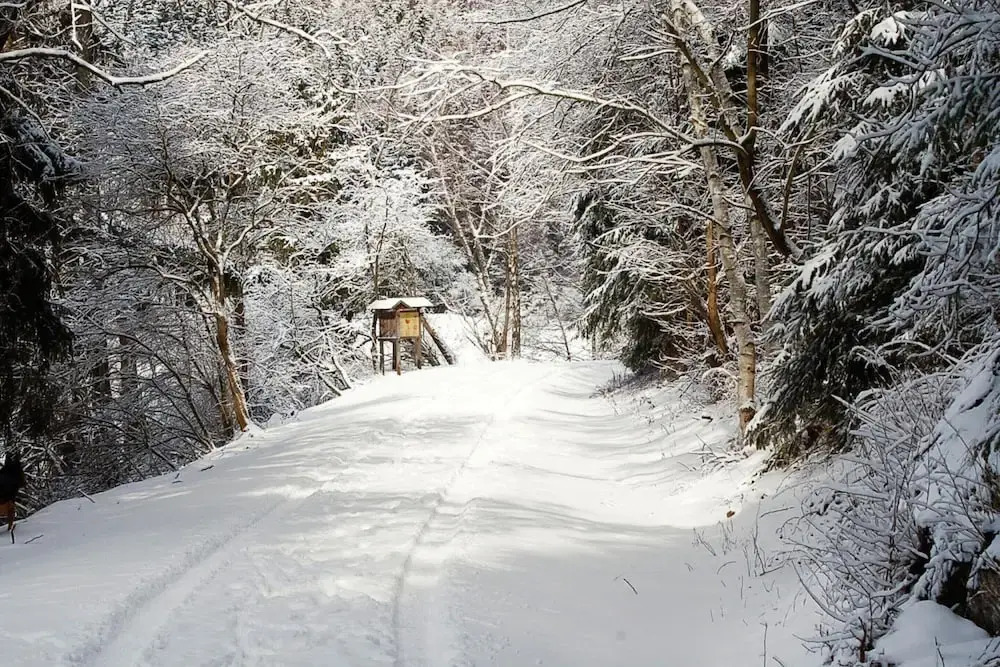 Log Cabin in Hasselfelde Near Harzer-hexen-stieg