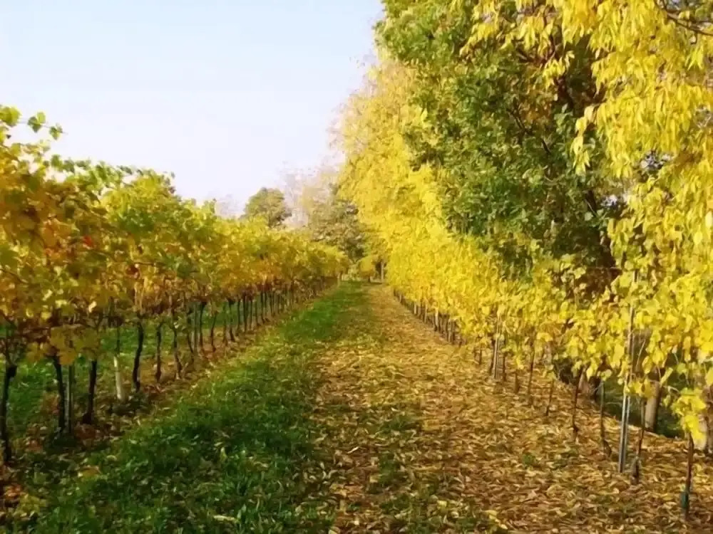 Agriturismo Radaméz