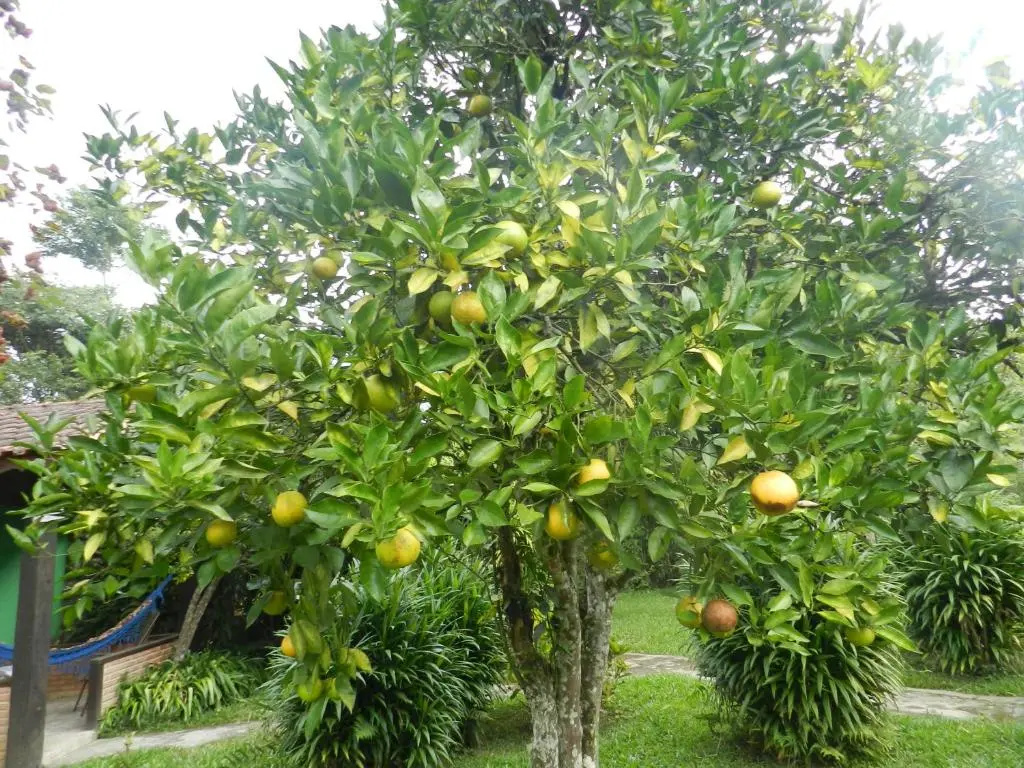 Pousada Recanto do Pinheirão