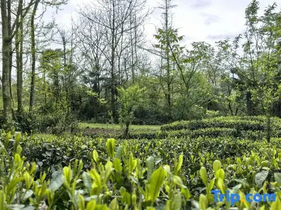 Emeishan Lihao Boutique Homestay (Emei Xueyaya Production Base Store)