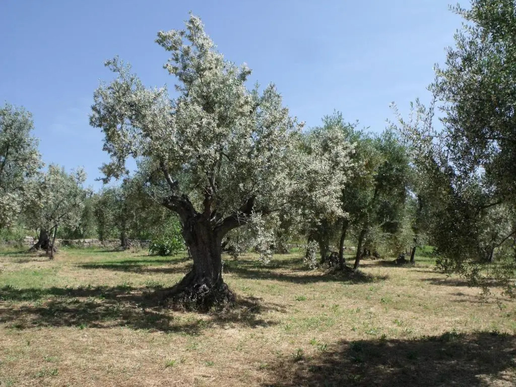 Agriturismo IL VIAIO