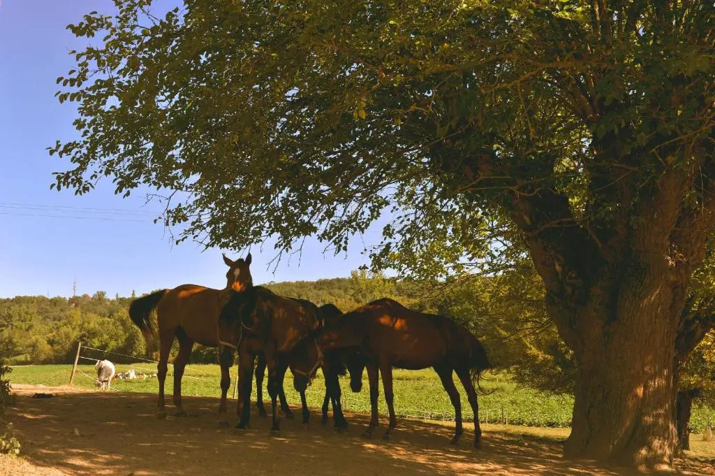 Domaine de Belcayre