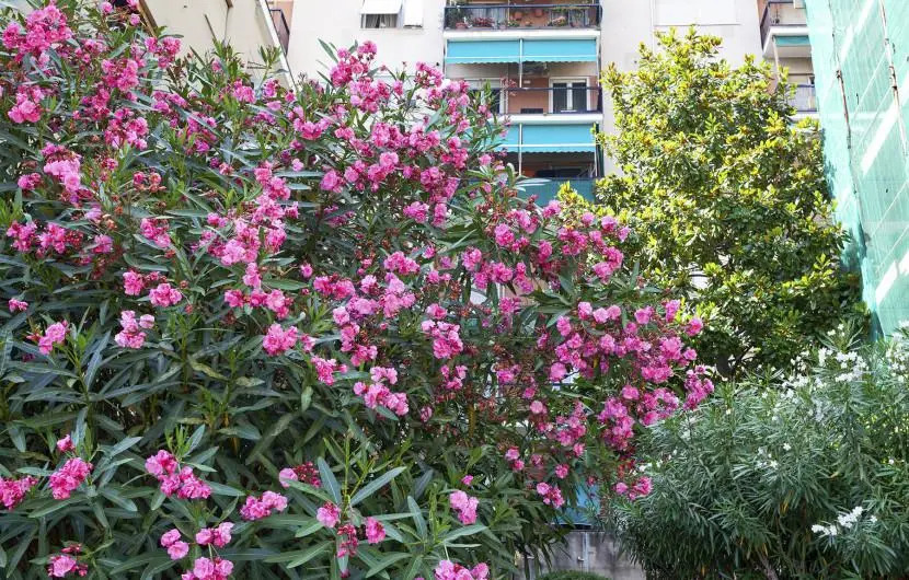 Flat 55M² 1 Bedroom 1 Bathroom - Genoa