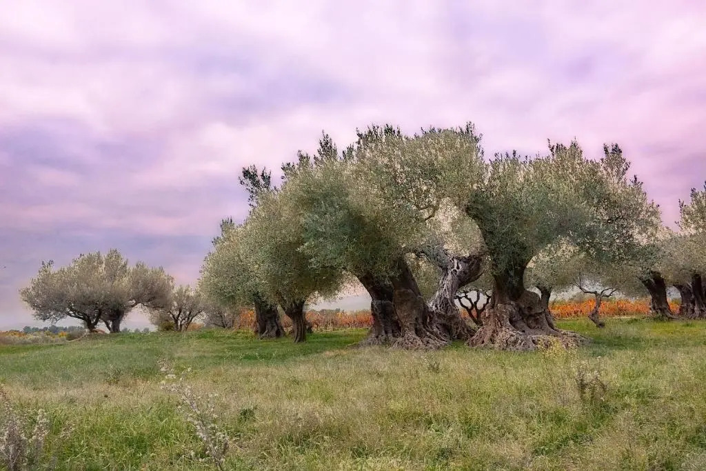 Charme Provençal