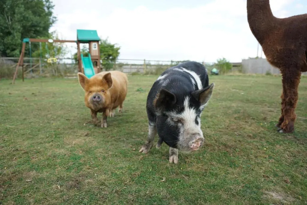 The Piggery Pod