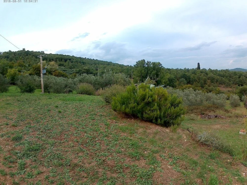 Lippianaccio