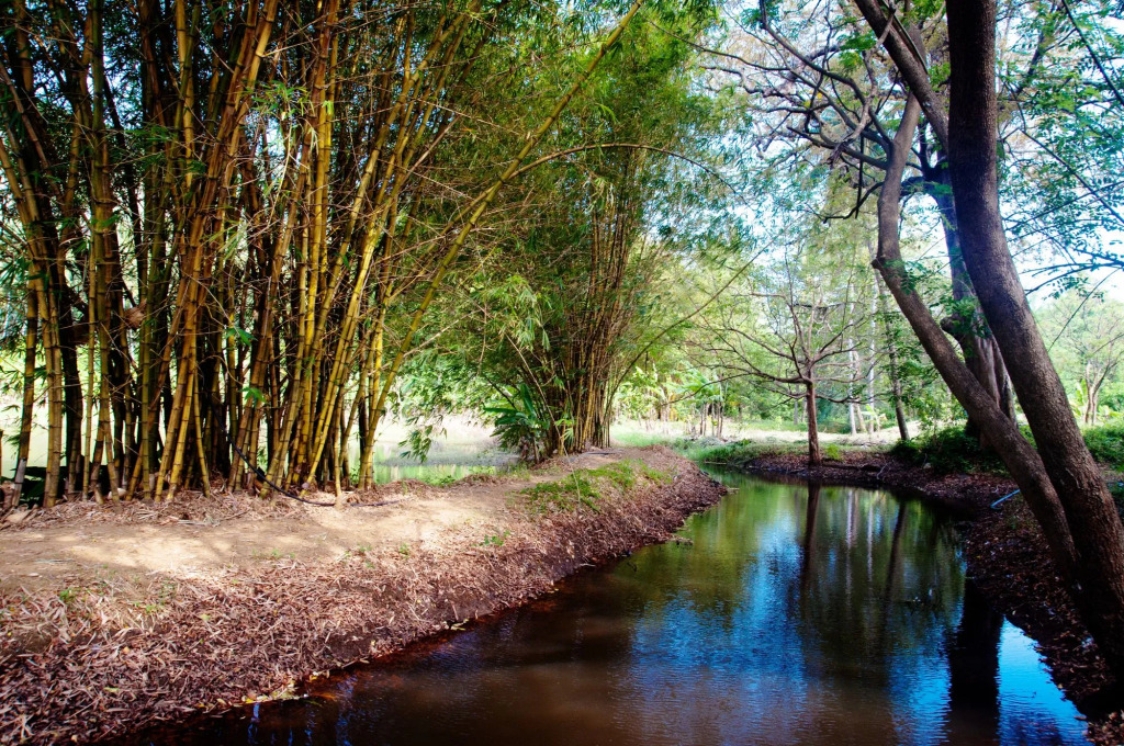 Raintree