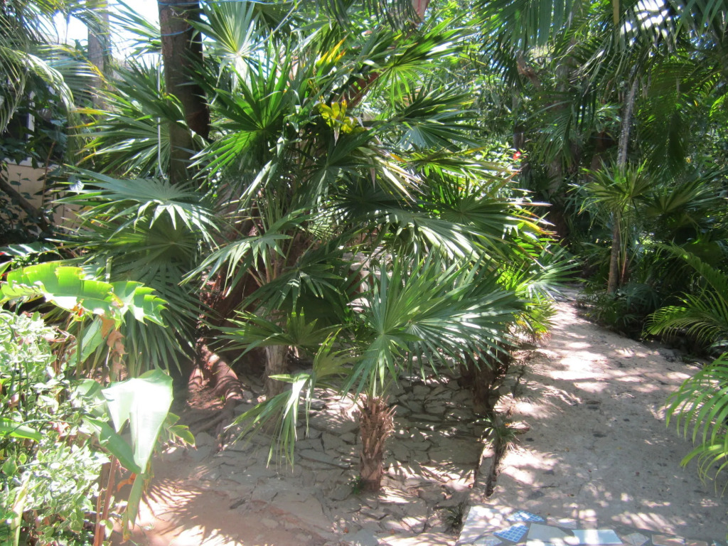 Coconut Tree West End