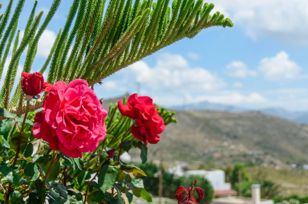Villa of Roses in Naxos - Private villa with pool