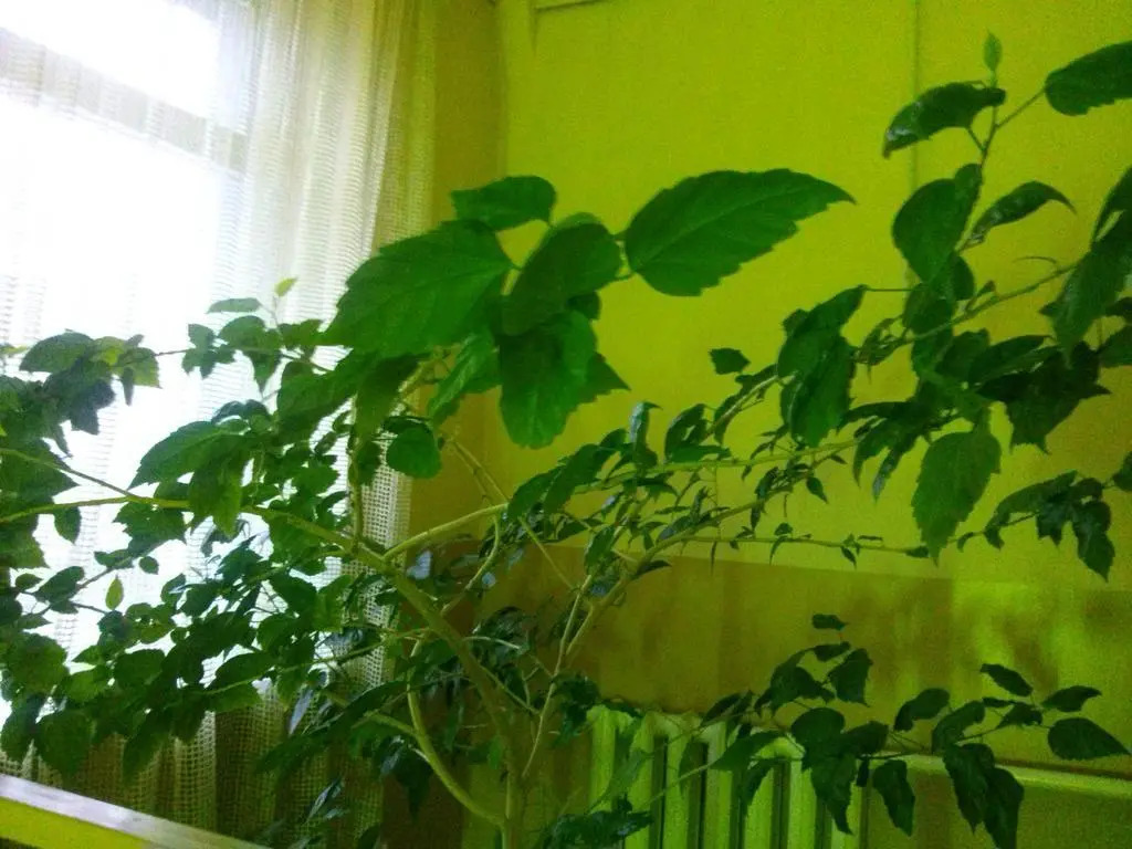 Отель Kiev-S