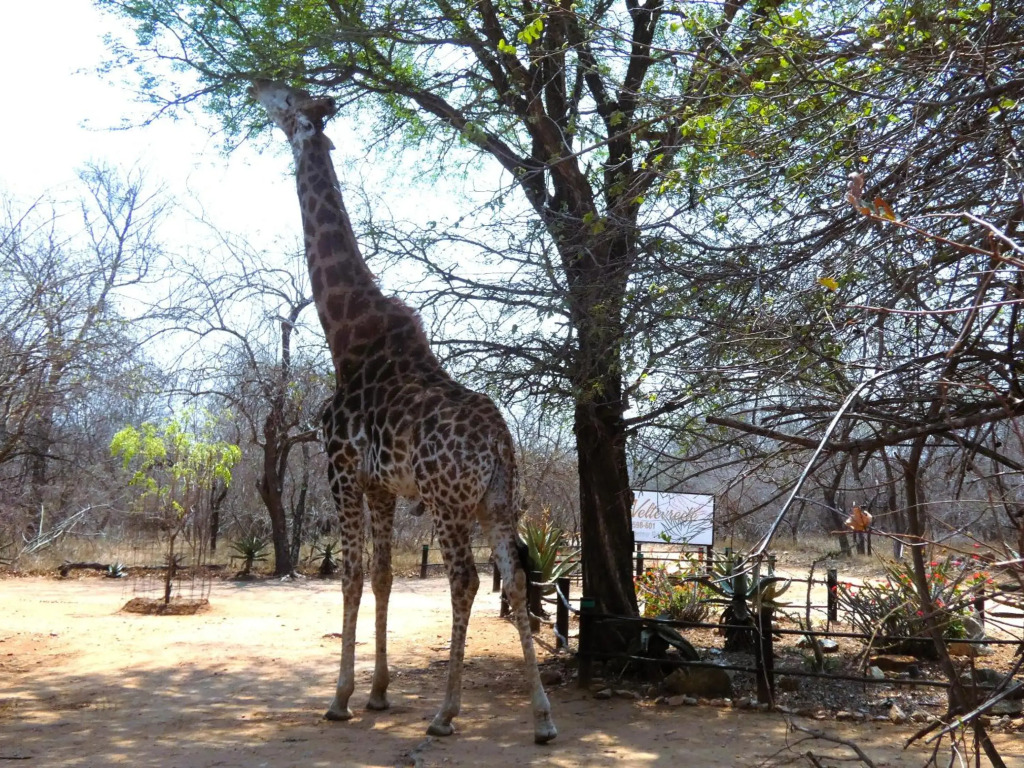 Weltevrede Lodge - Self Catering Houses