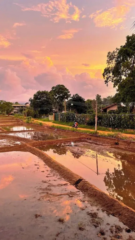 Sigiriya Paddy Field Hut