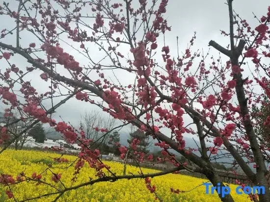 Jing Taoyuanju Homestay (Taohua Tan Scenic Area)