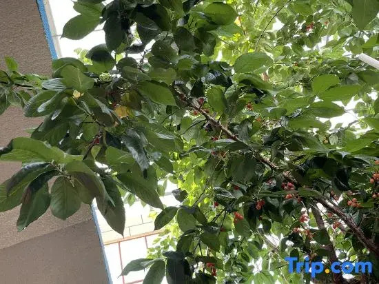 Yongpu Linka Homestay