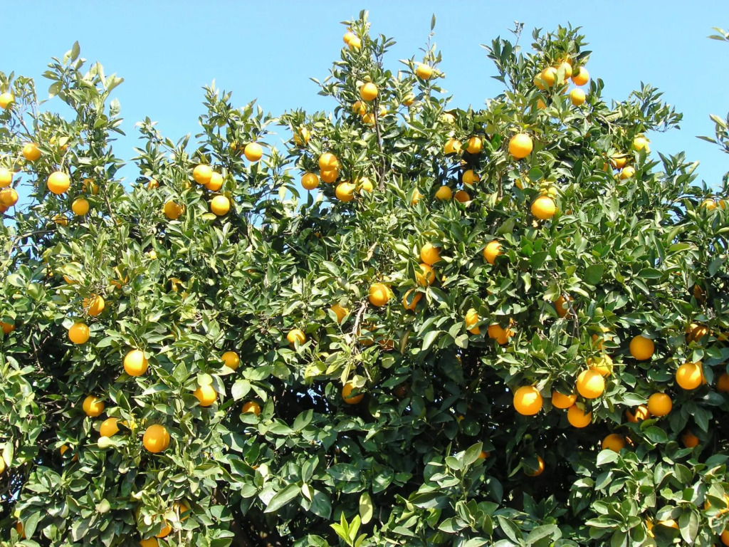 Maros Spitaki in Varipetro