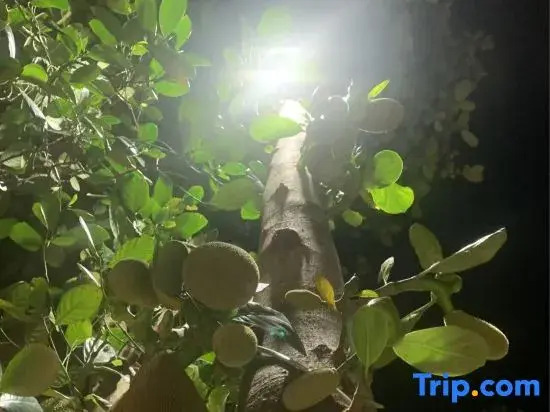 Xipan Yaju Homestay Club