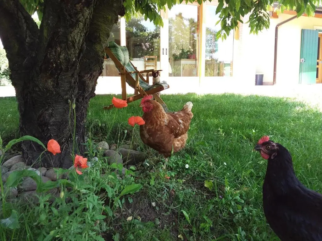 “Al Campo”