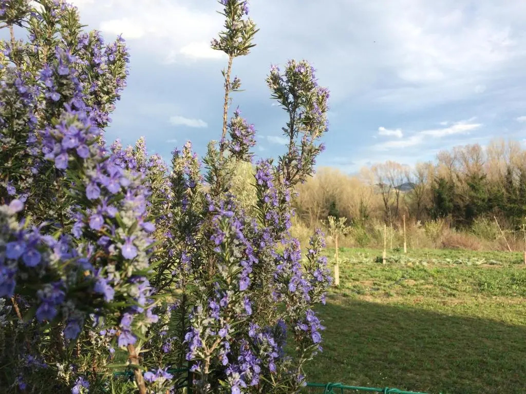 Agriturismo Il Pettirosso