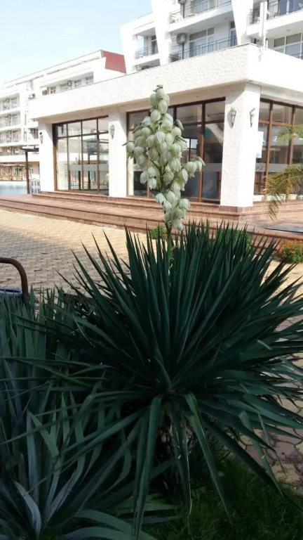 GrandCameliya b1