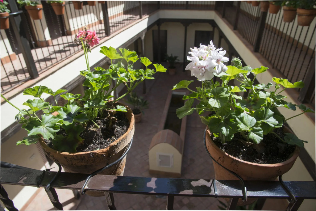 Patio de la Cartuja