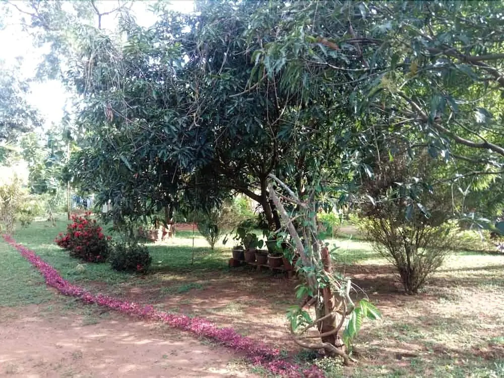 Yoho Mango Tree Home Stay & Hostel