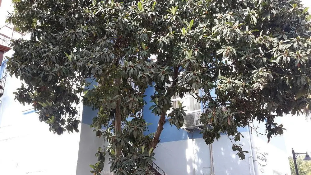 Guesthouse Mavi Konak