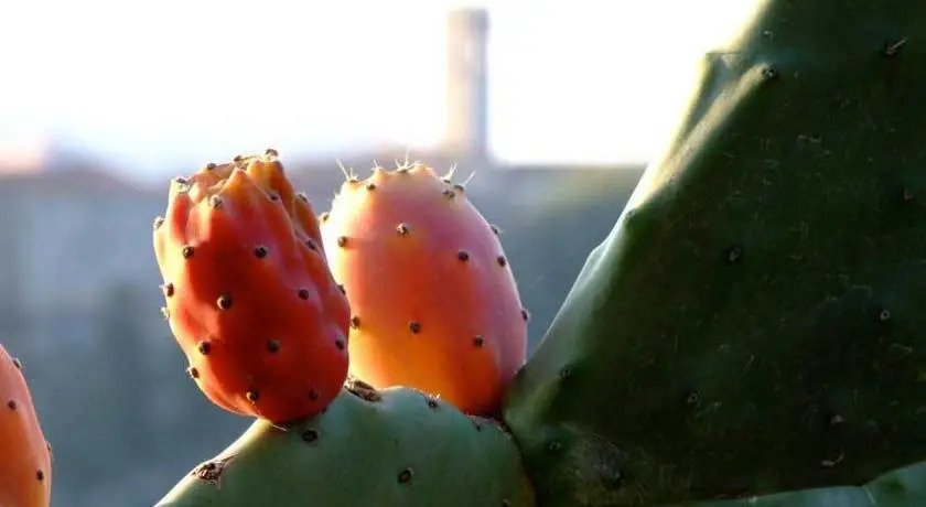Rustico Jacopi