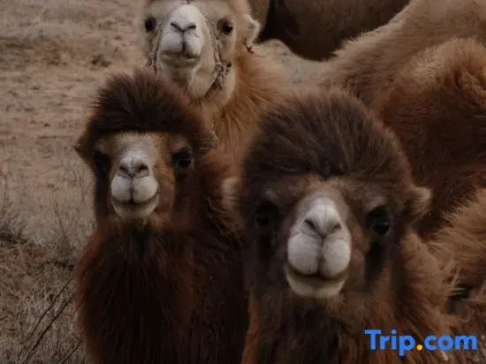 The desert camping hotel of the proprietress of Shapotou, Zhongwei