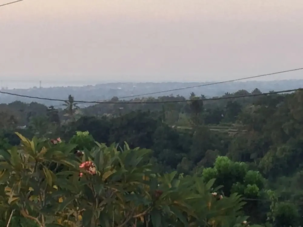 The Kayuputih