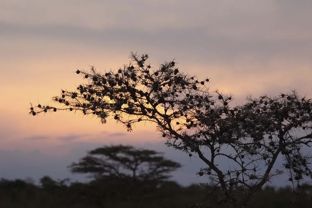 Naboisho Camp - All Inclusive