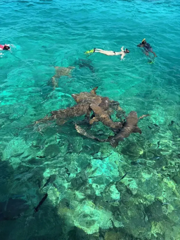 VelaaVani - Turtle Hive Dhiffushi