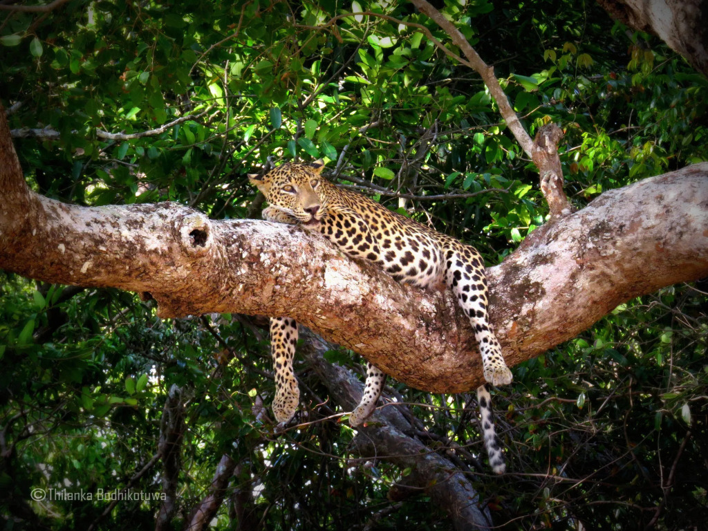Mahoora Tented Safari Camp - Wilpattu