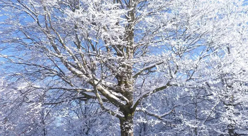 Camping Auberge les Myrtilles