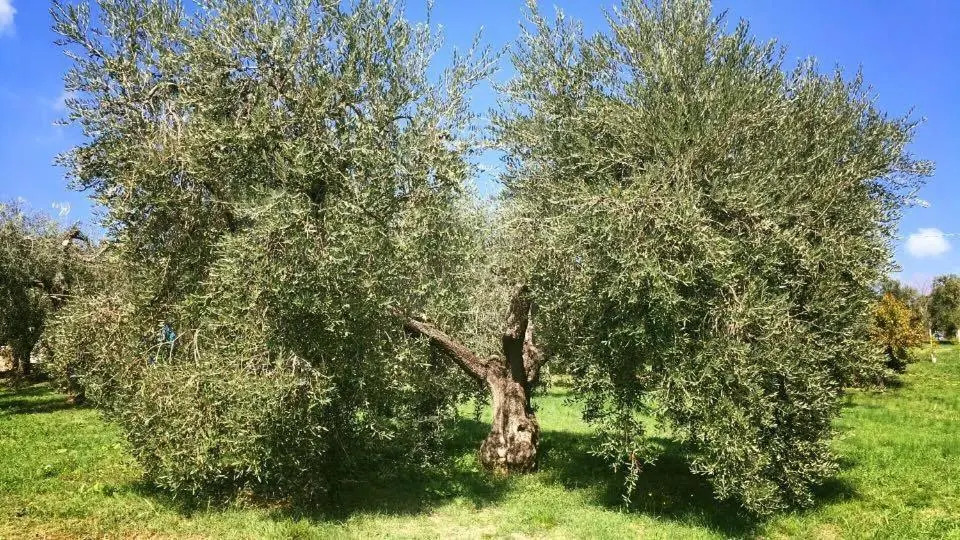 La Collina Degli Ulivi