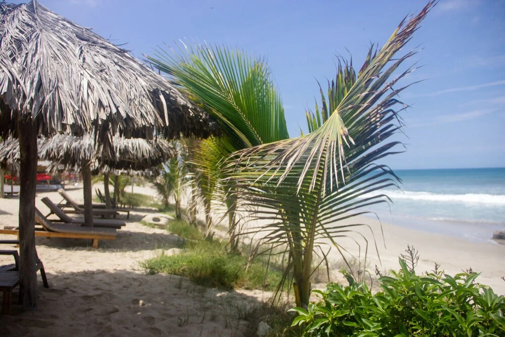 Hoja de Palma Bungalows