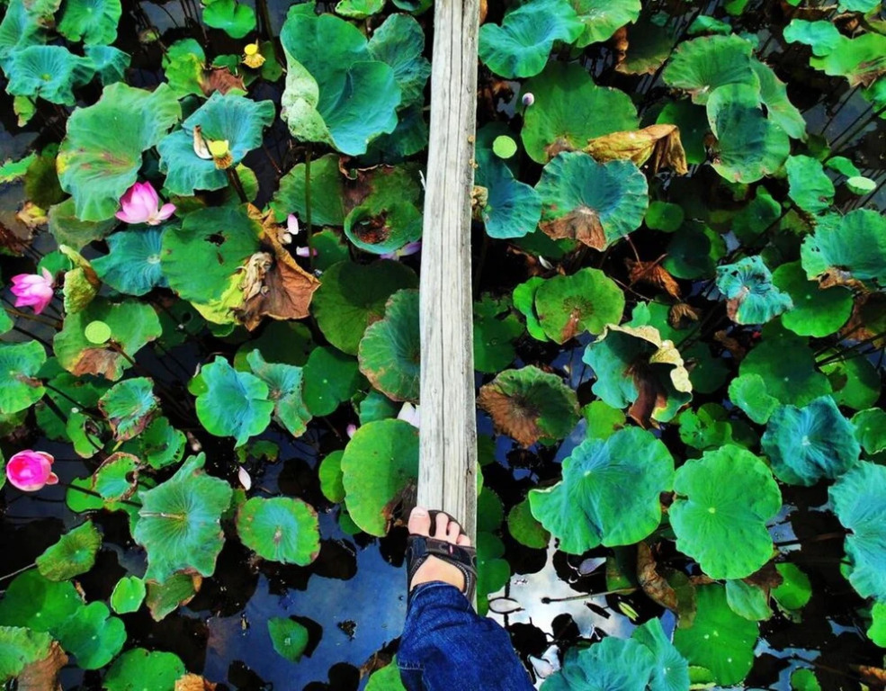 Hai Lua Homestay (Lotus Lake Homestay)