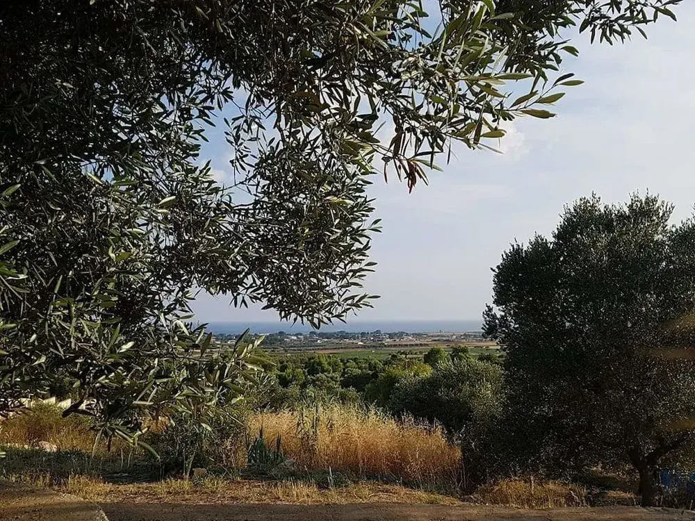 Valle degli Ulivi