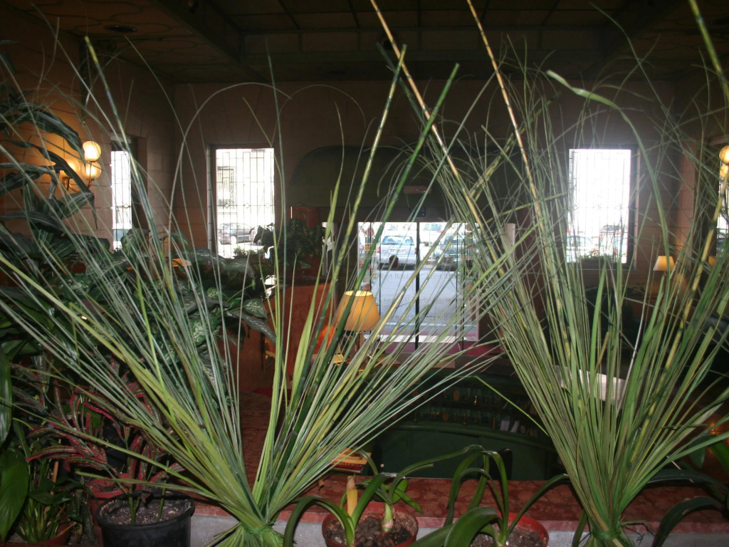 Albert Hotel