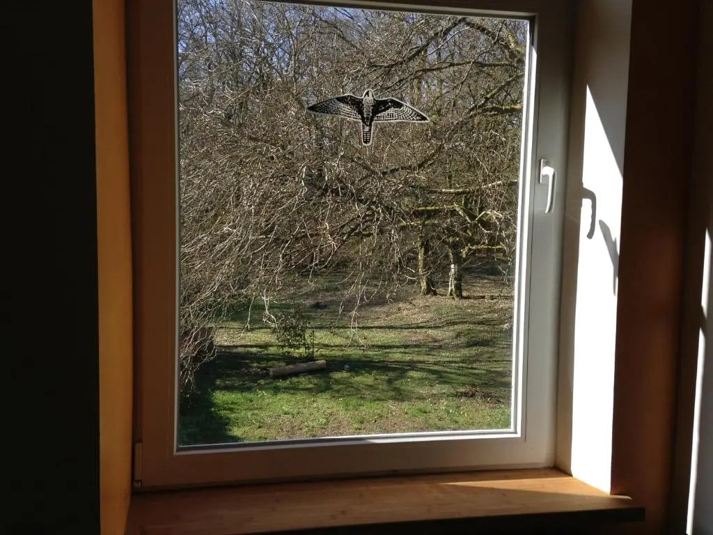 Laire des oiseaux
