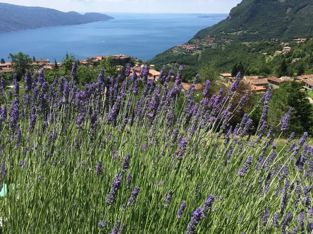 BnB Borgo le Vigne - La Vinaccia
