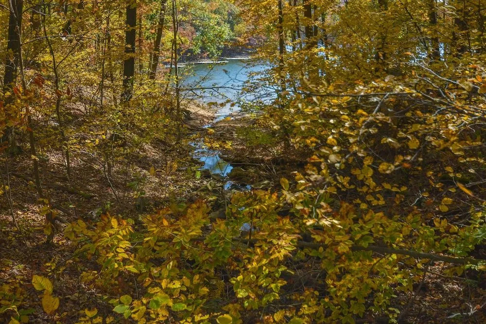 Misty Creek