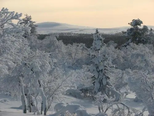 Saariselän Marjamajat
