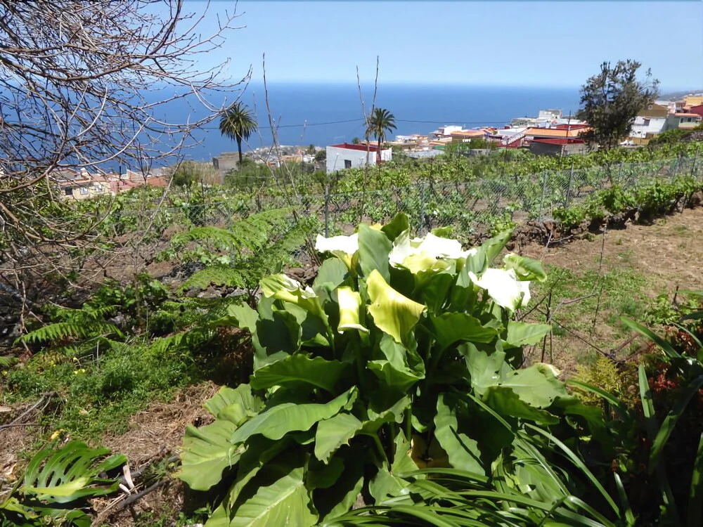 Casa Canarina