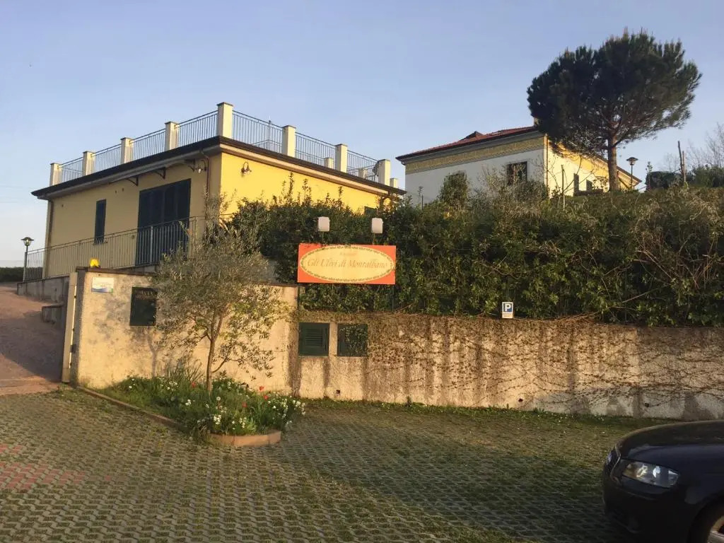 gli ulivi di montalbano 1